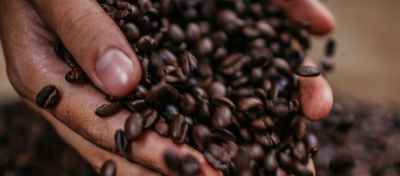 Cafés en grain